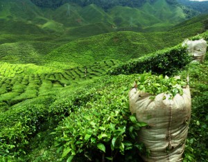 Grün, grün und noch mehr grün – das sind die Teeplantagen in Japan Grün, grün und noch mehr grün - das sind die Teeplantagen in Japan